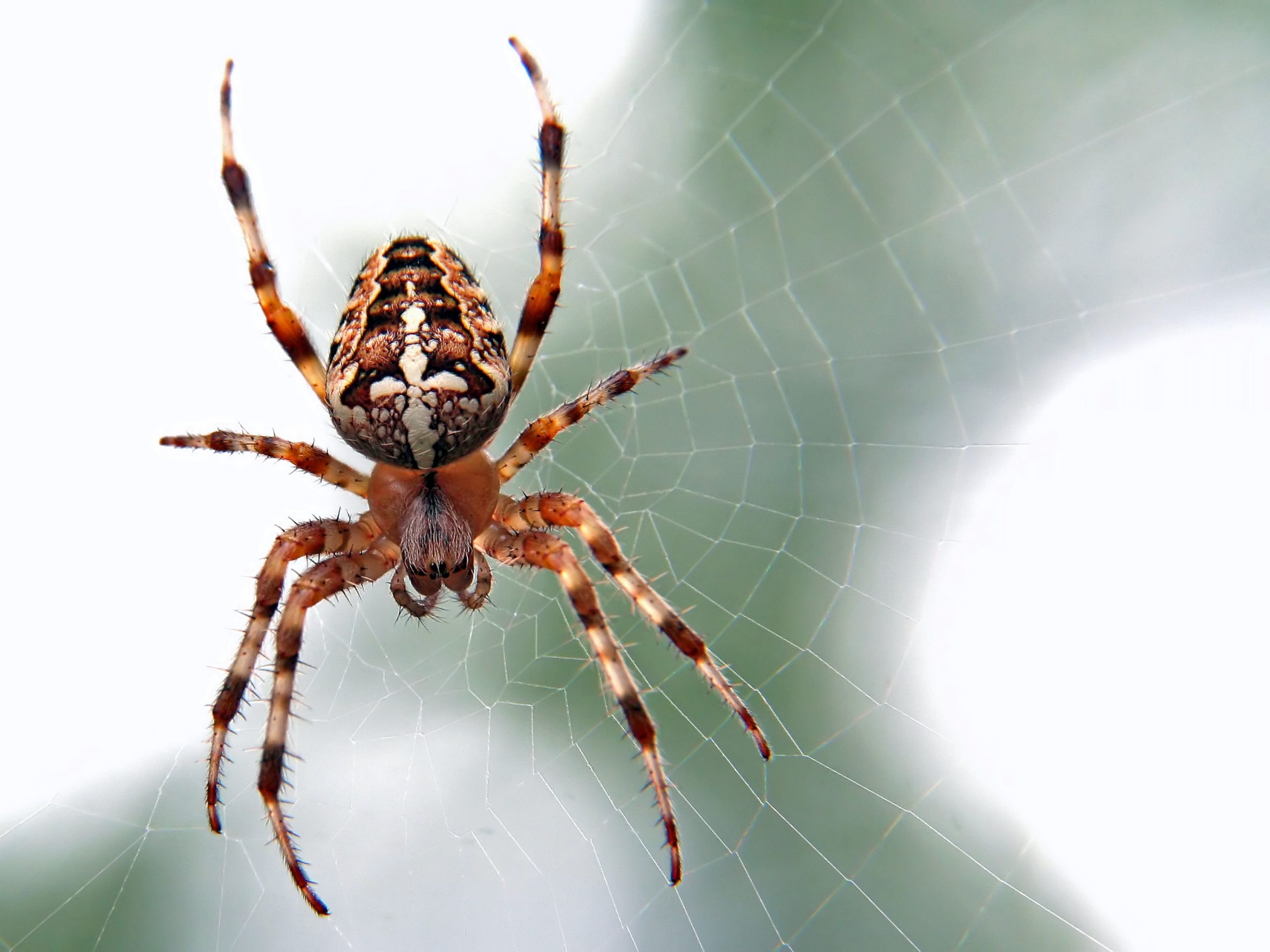 Phobie des araignées chez les enfants