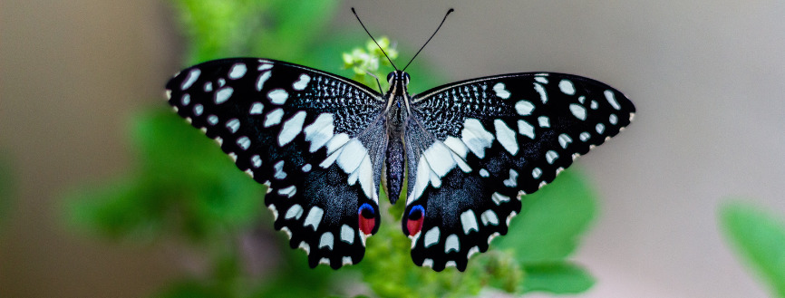 Le jeu du papillon pour calmer le stress et l'anxiété chez les