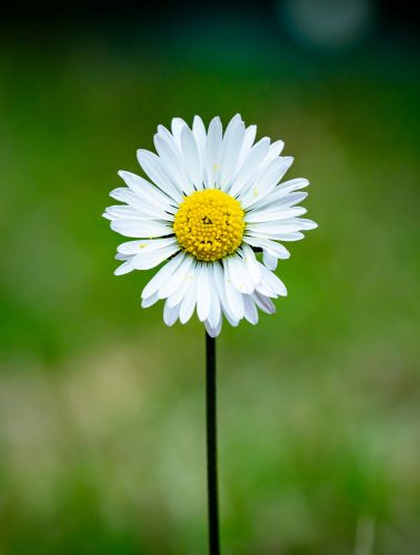L’approche EMDR dans l’accompagnement de l’éco-anxiété et autres souffrances indirectes liées à la situation écologique