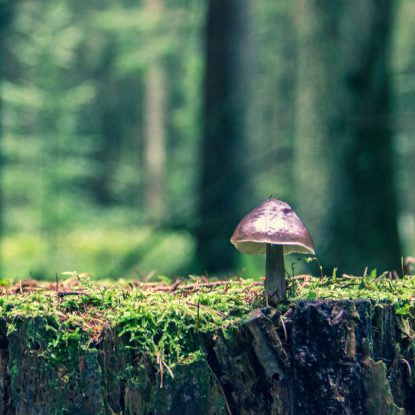 Incarner la crise climatique