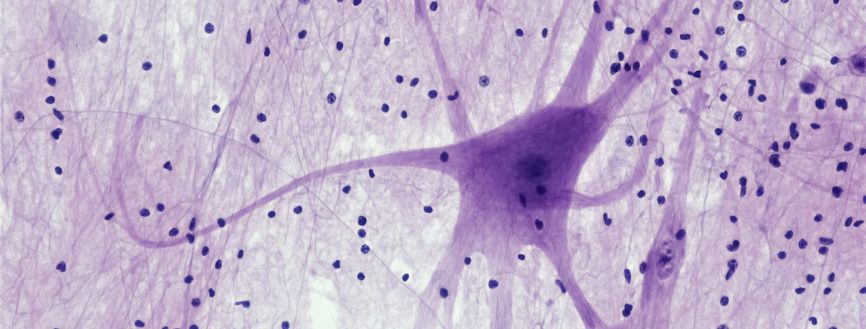  Neurobiologie, interventions psychothérapeutiques et nouvelles thérapies dans le domaine de la dépendance